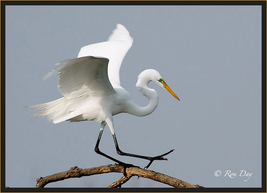 Great Egret (Casmerodius albus), High Island